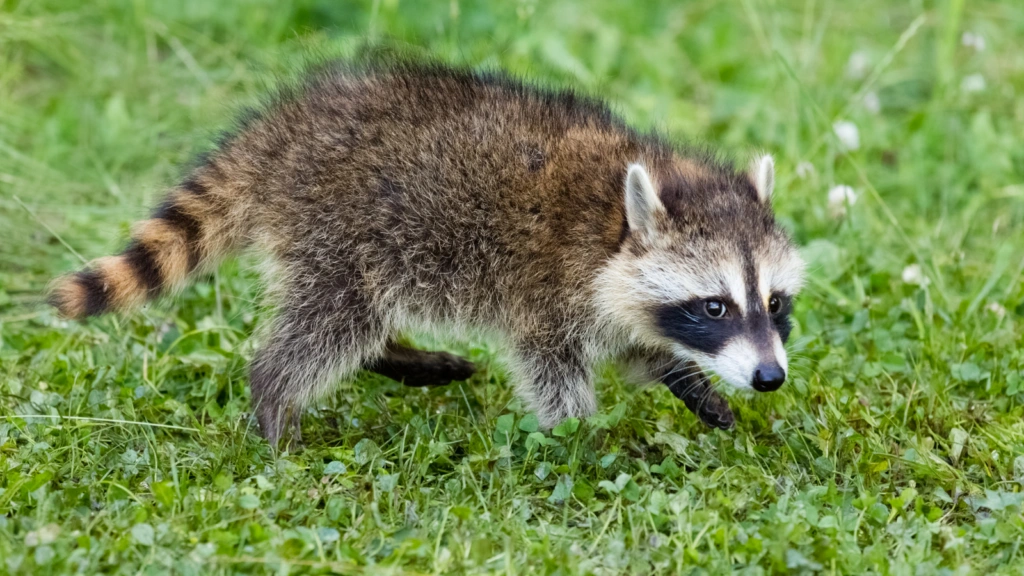 Blackout by Bandit: When a Trash Panda Plunged Toronto into Darkness